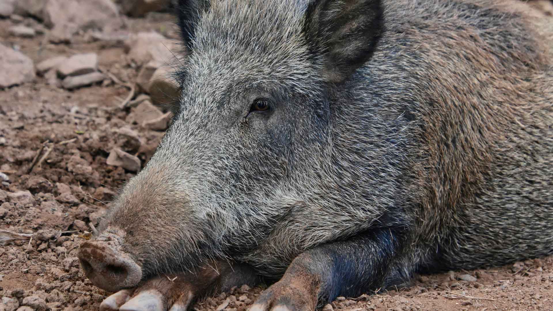 couvertures-peste-porcine