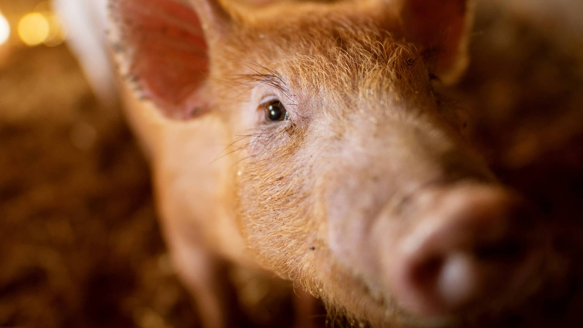 regard-cochon